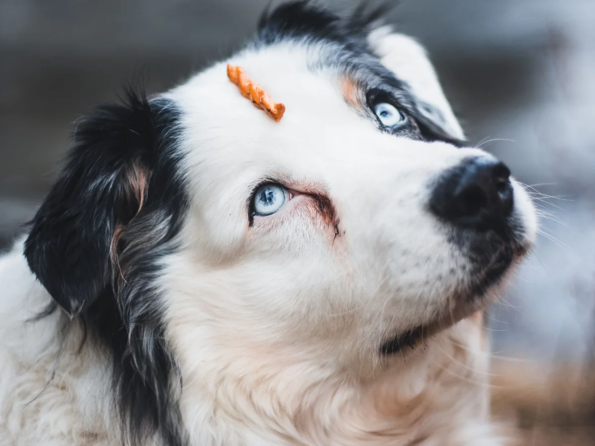 A sheepdog balancing a treat on its nose