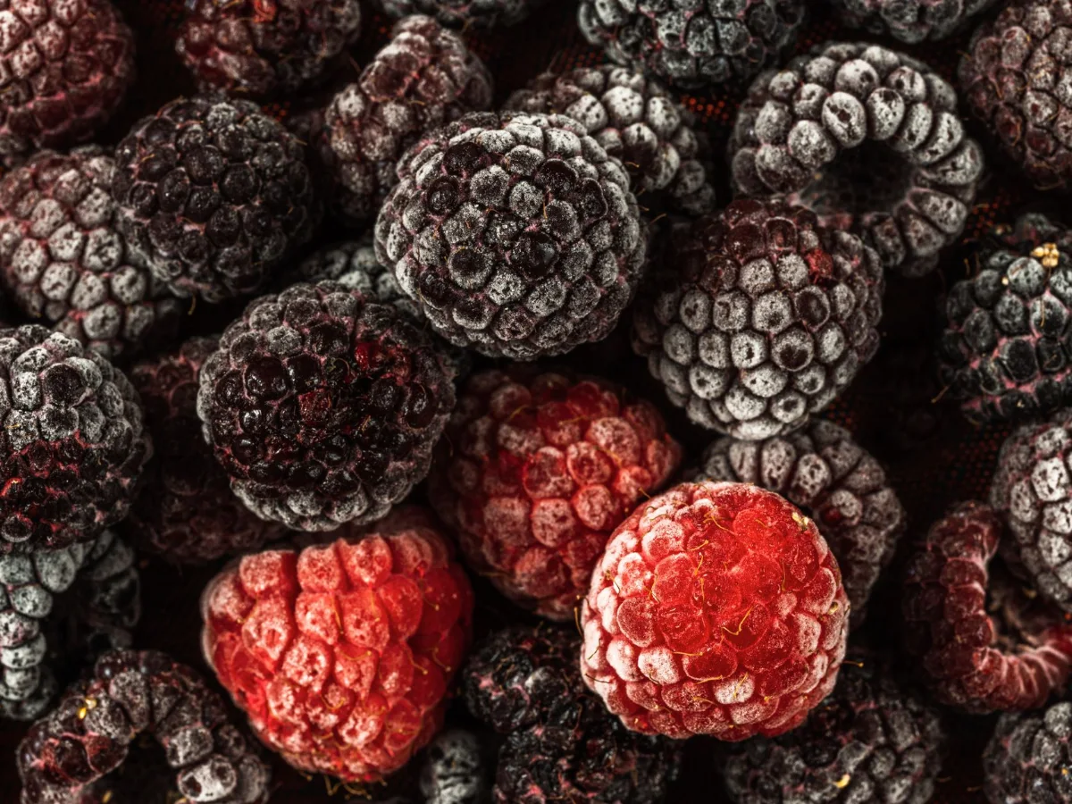 Frozen raspberries and blackberries dusted with frost