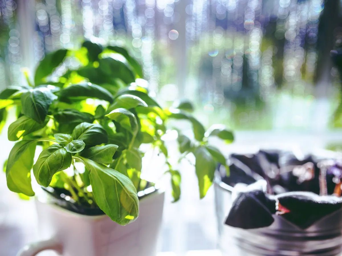 A potted basil plant in sunlight on a kitchen windowsill