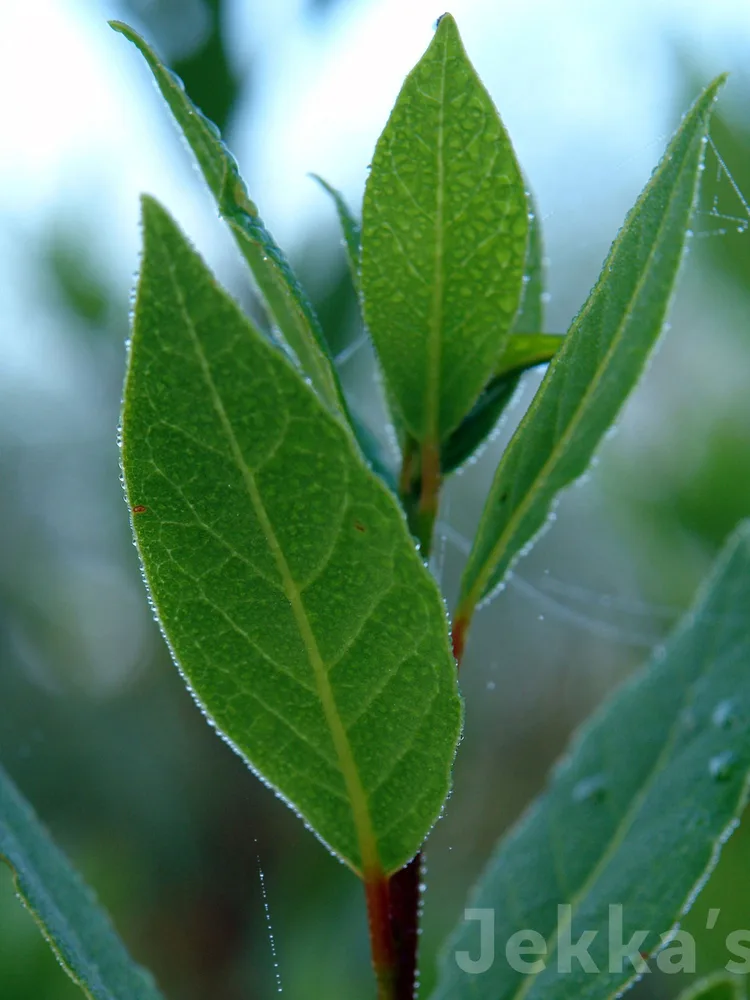 A potted Jekka's bay tree with glossy dark green leaves