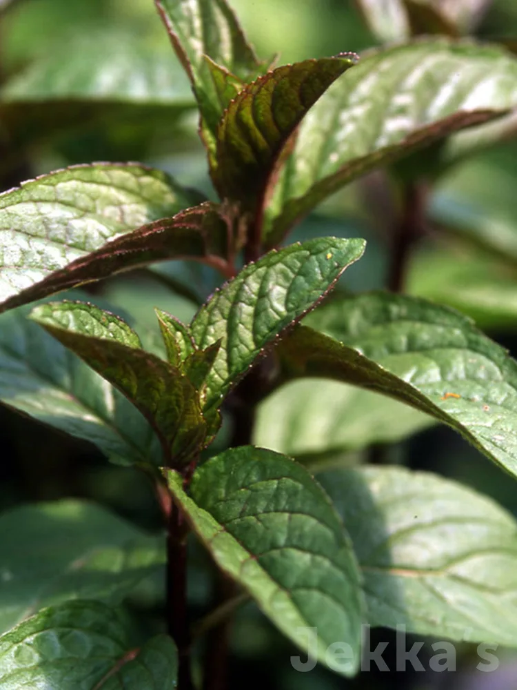 A potted Jekka's chocolate mint plant with dark leaves