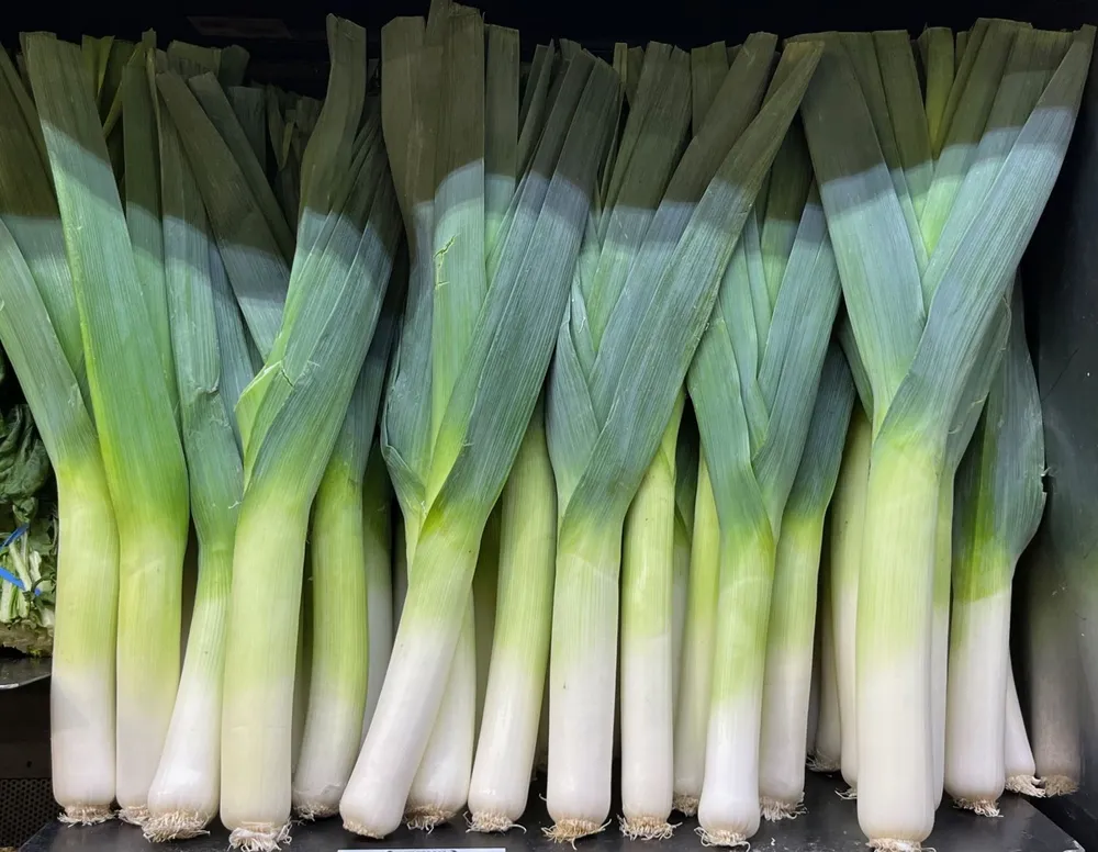 Fresh leeks with dark green tops on a table